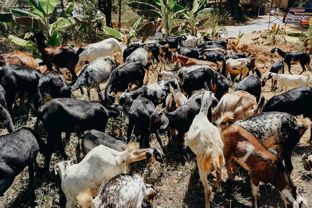 A large herd of goats grazing outdoors in a rural setting, showcasing diverse breeds.
